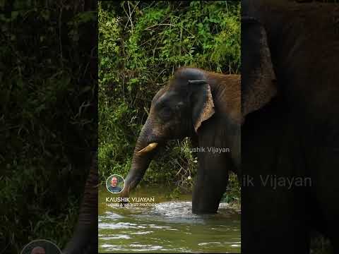 വിശ്രമമില്ലാത്ത യാത്രകളിൽ പകർത്തിയ ചില കാട്ടാനകളുടെ രംഗങ്ങൾ 😲😲🐘🐘 | Wildlife with Kaushik Vijayan