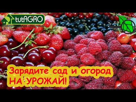Самое весеннее удобрение. Подкормите им всё: лук, чеснок, малину, голубику. И будете с урожаем!