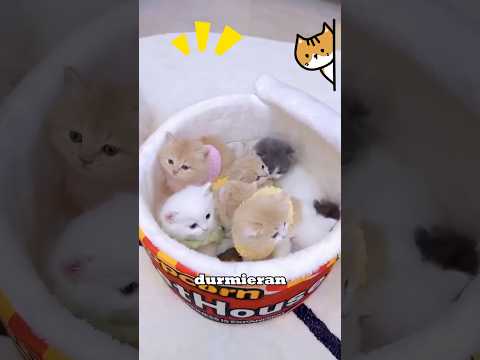 This man is addicted to buying huge things for his cats.🤣 #cat #catshorts #funnycat #pets