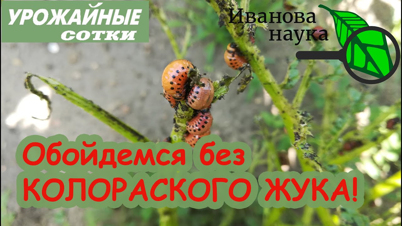 Обойдёмся без колорадских жуков! 100% колорады сдохнут! А все хорошие нет!