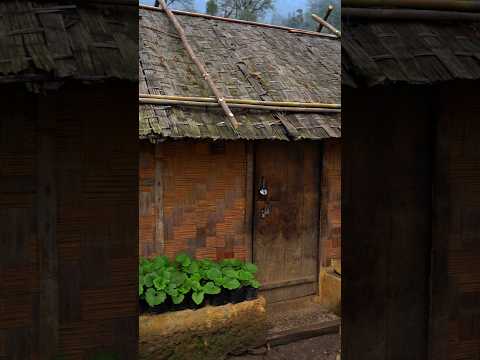 വന്യമൃഗങ്ങൾ വസിക്കുന്ന കാട്ടിൽ വീട് വെച്ച് താമസിക്കുന്ന ഒരു കൂട്ടം ജനങ്ങൾ #travel #ytshorts