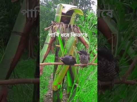পাখি ধরার নতুন কৌশল | #funny #comedy