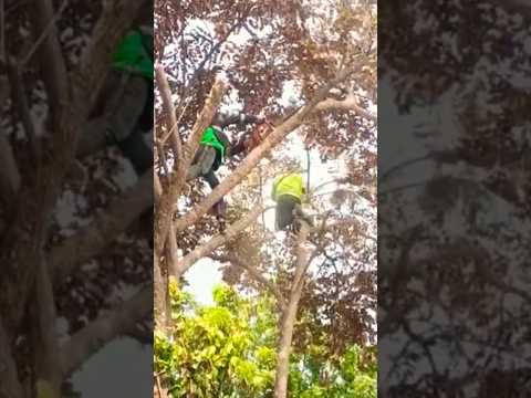 Current Accident Woodworking project #shortvideo #chainsawman #woodworking