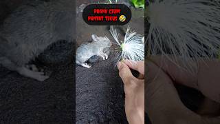 PRANK CIUM TIKUS  - IKAN CHANNA #shorts #channa #limbata #viral