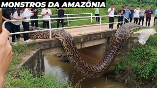OS ANIMAIS MAIS PERIGOSOS JÁ VISTOS NA AMAZÔNIA