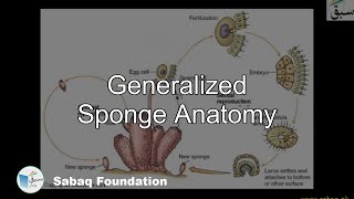 Generalized Sponge Anatomy