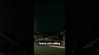 love hearing the tawny owl in the night