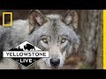 Wolves in Yellowstone National Park