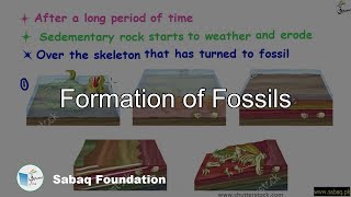 Formation of Fossils