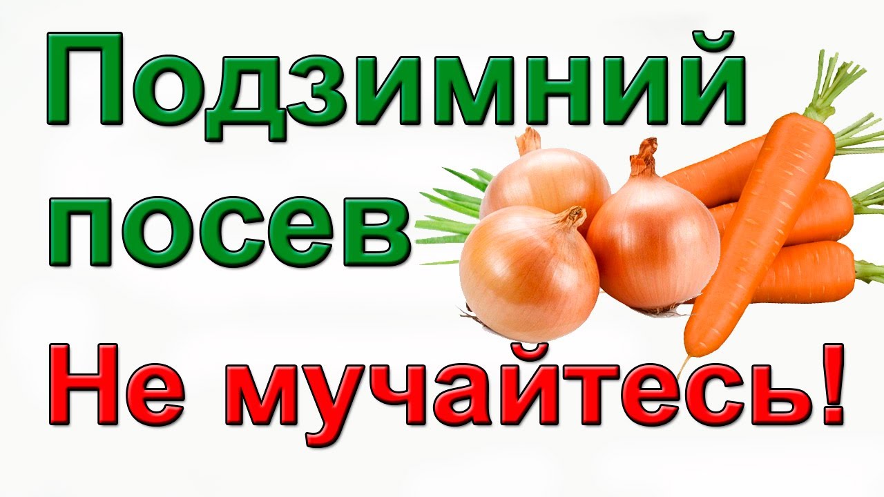 Подзимние посевы. Сеять или нет?