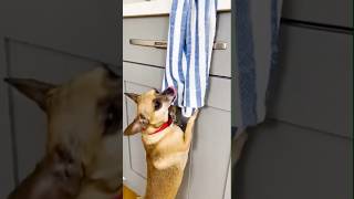 Try Not To Laugh #funny #petsrule #comedyvideos #petsunited #funnyvideos #pets