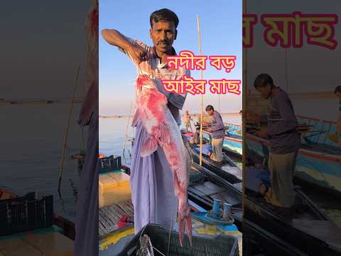 দেখুন কত্ত বড় নদীর আইর মাছ