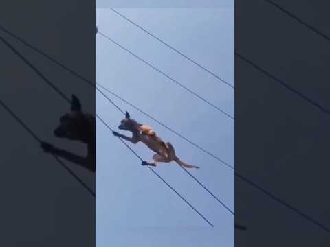 Dog Training Amazing Moments (Non-AI)