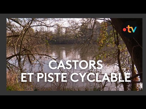 La Ville de Châtellerault a-t-elle une dent contre les castors ?