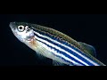 Evolutionary Biology and Mutations