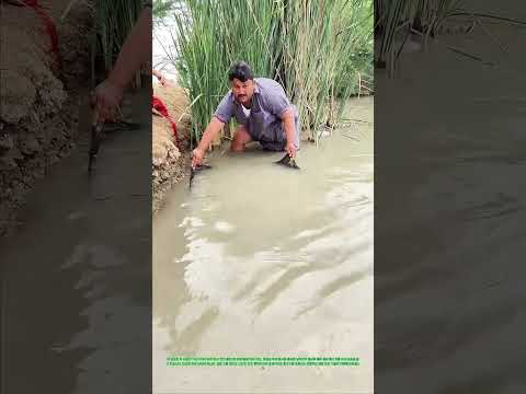 펼친 천으로 물고기를 감싸다: 두 사람의 호흡이 만드는 은빛 수확