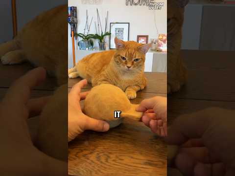 Making Cats More Stylish❗😼 #shorts #shortvideo