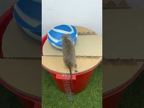 caer en la trampa/Consejos para disparar con trampas de forma eficaz #rat #mouse