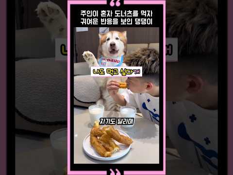 주인이 혼자 도너츠를 먹자 귀여운 반응을 보인 댕댕이