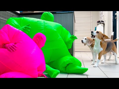 Dogs Pranked w/Man in Funny Chub Suits : Pink & Green