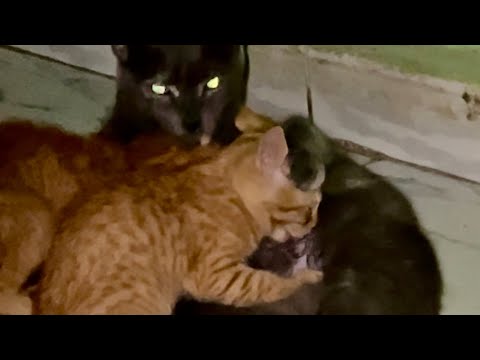 Mother cat cleans and nurses her cute kittens