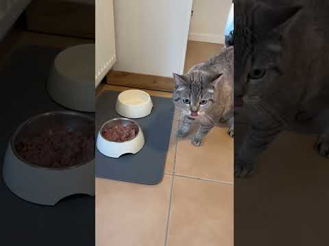 Katzen wollen NICHT, dass du Das über sie weißt! Part 3 CatInfo #cat #catsofyoutube #katze