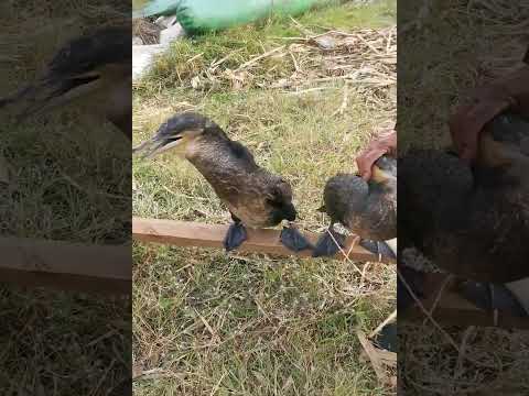 Fish fishing | Catching Fish | Hunting Fish From Hole Using Hook #04037 #fishing #birds #birdfishing