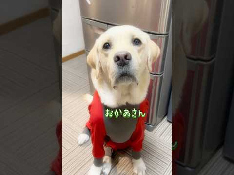 サンタさんどこ?ボクは伝えたいこつンあっとです🐕💦💦