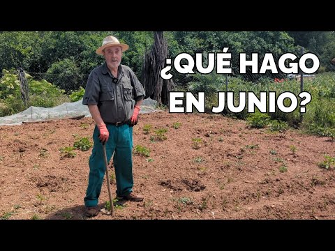 EL HUERTO EN JUNIO | Qué plantar y cómo trabajar la tierra
