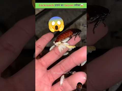 Cockroach को ऐसे कभी मत मारना😱 #cockroach #amazingfacts #animal #factsinhindi #insects #facts #short