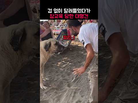사나운 대형견이 참교육 당한 이유