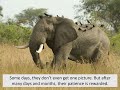 Jouberts' Wildlife Conservation Efforts