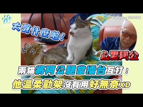 【兩貓將阿公腿當擂台互打！ 他溫柔勸架沒有用好無奈XD】｜IG / wolfyday
