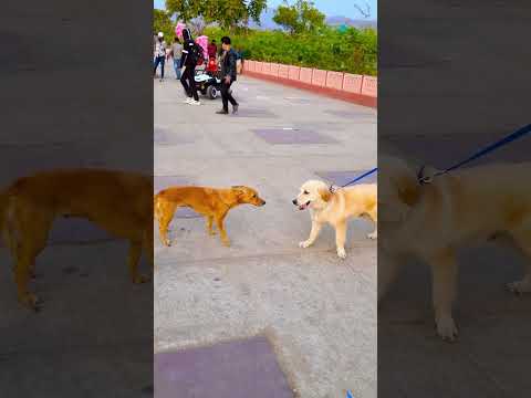 मेरे डॉग के साथ क्या हुआ😥#funnydogs #shorts