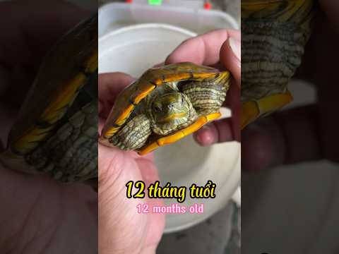 Quá trình phát triển của Con Rùa như thế nào ? Nhớ xem hết clip #traicabetta #bettasales