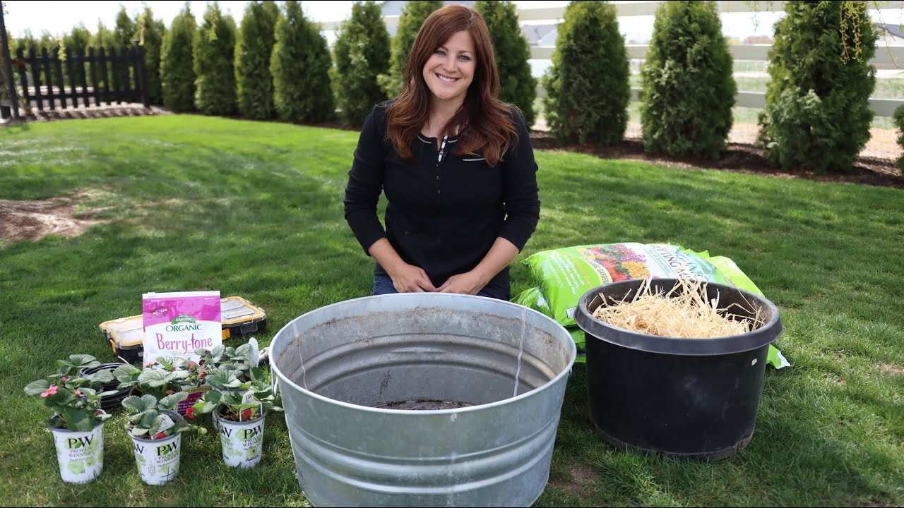Planting Strawberries in Containers for Beginners!
