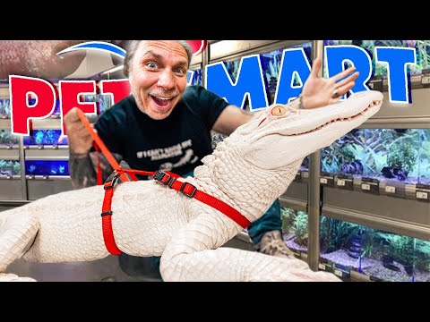 Taking My Albino Alligator Back To Petsmart!