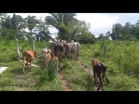 Divisão de lote por lactação.