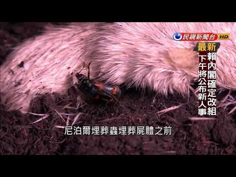 自然界清道夫 埋葬蟲專食腐爛動物屍體