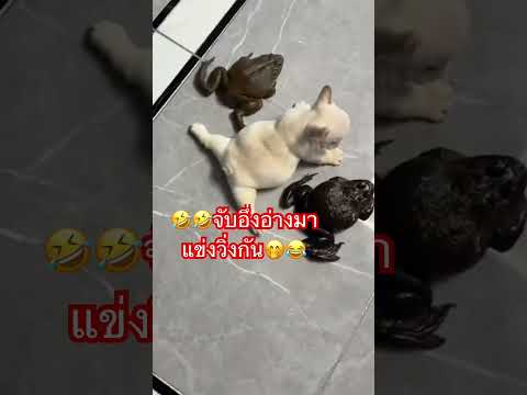#จับอึ่งอ่างมาแข่งวิ่งกัน #หมา #น่ารักเกินต้าน #ขำขัน #ตลกฮาฮา #คลายเครียด