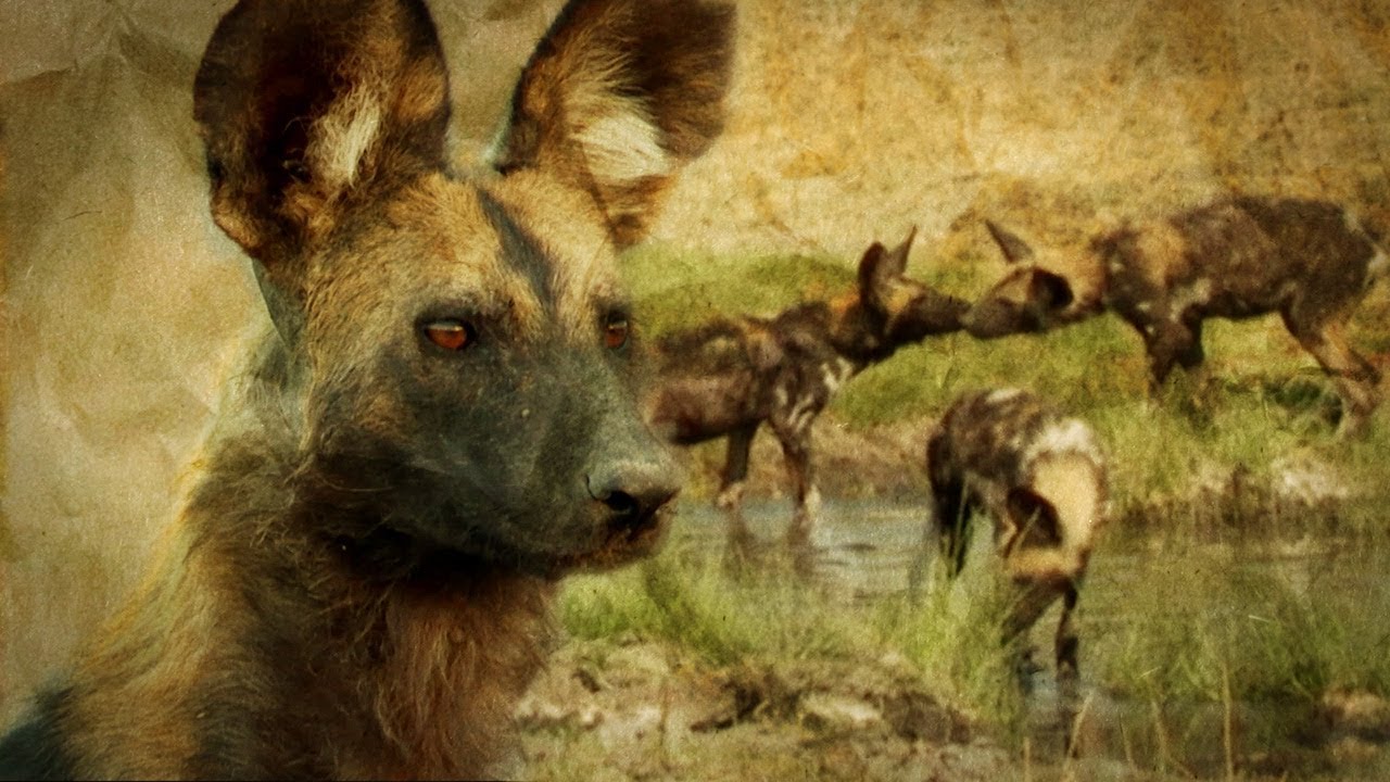 Painted Wolves: How Pack Mentality Ensures their Survival BBC Earth