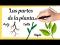 Partes de las Plantas