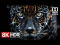 Unbelievable Color Depth in 8K HDR Dolby Vision 60fps.2160p60 HDR
