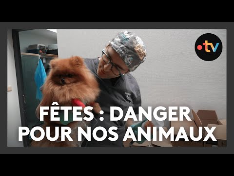 Animaux et accidents domestiques : les fêtes de tous les dangers