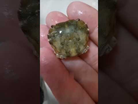 This crab was rescued by a kind man and this happened #rescue #crab