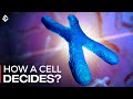 X-Inactivation and Chromosomal Composition
