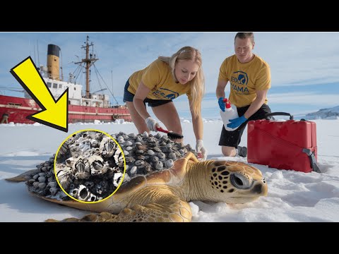 Rescuers save sea turtle severely injured by millions of barnacles on its body