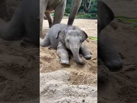 Small To Big Animals Transformation!