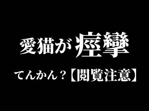 【閲覧注意】愛猫が痙攣してるので調べてみたら…