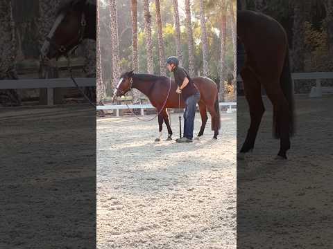 PUMP IT UP trend w Piper The Pony - I need Piper to be a little bit bigger for me to rider her…
